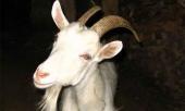 Mitsubishi предлагает покупателям пикапов козу в подарок