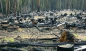 Вместо вырубленных в Химкинском лесу деревьев посадят в 5 раз больше