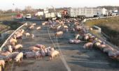 В Новокузнецке сбежавшие свиньи парализовали движение